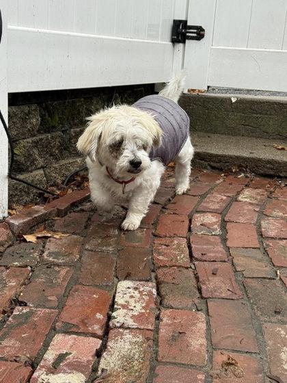 Enlarge Berries and Cream, a Adoptable mixed breed in Lowell, MA image 1/3