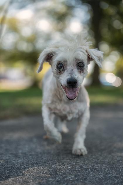 Enlarge Berries and Cream, a Adoptable mixed breed in Lowell, MA image 2/3