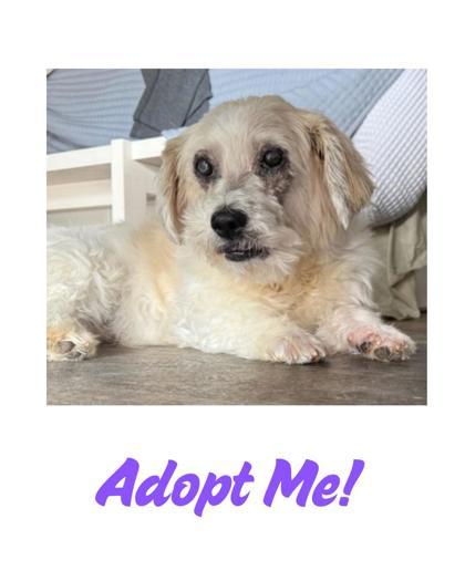 Berries and Cream, Adoptable, Adult Female Bichon Frise & Mixed Breed.