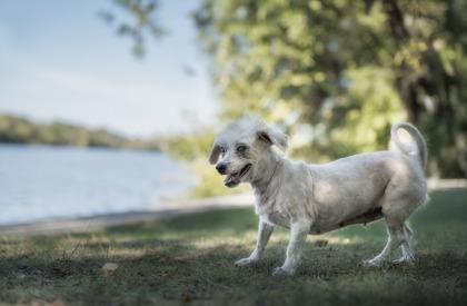 Berries and Cream, a Adoptable mixed breed in Lowell, MA image 1/3
