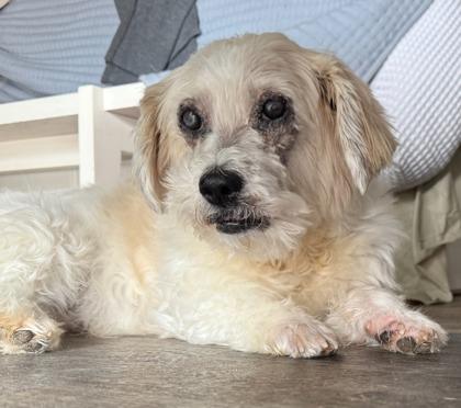 Berries and Cream, a Adoptable mixed breed in Lowell, MA image 3/3