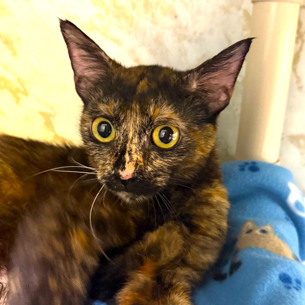 Enlarge KATNISS, a ADOPTABLE Tortoiseshell in Joshua Tree, CA image 1/1