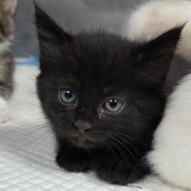 Enlarge Fuzzpouch, a Adoptable mixed breed in Fort Collins, CO image 1/1