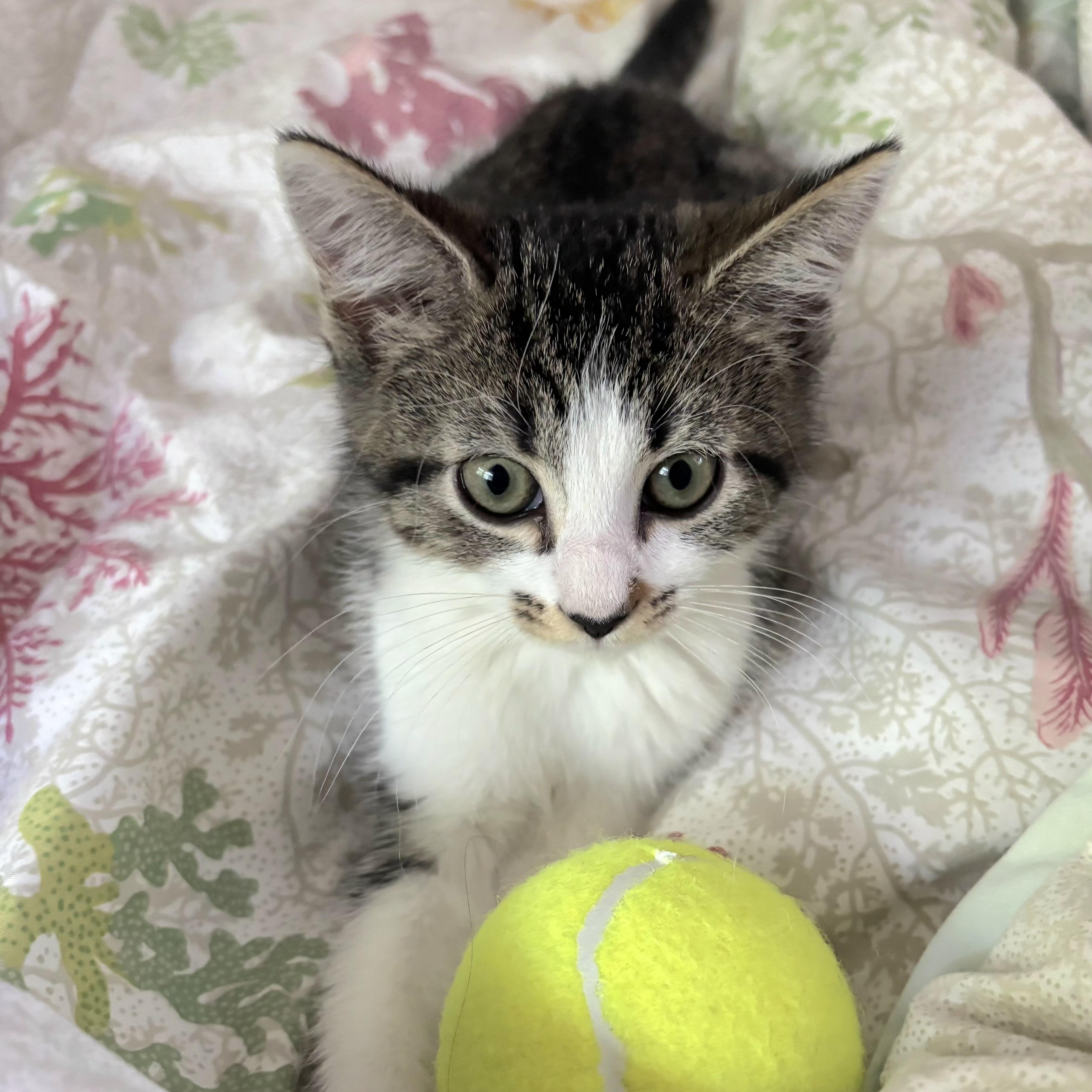 Tennis Kittens N. - Serving up cuties, an adopted Domestic Short Hair in New York, NY image 4/4