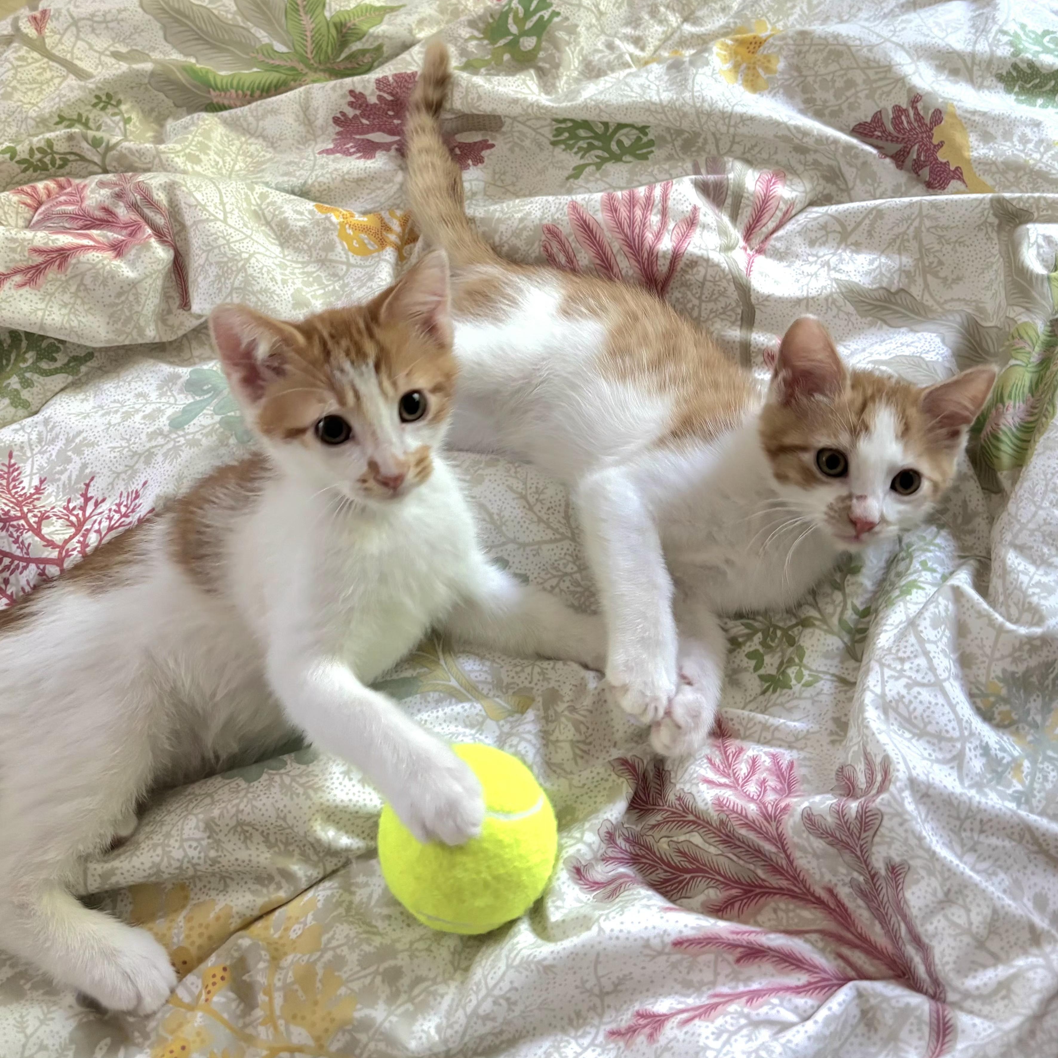 Tennis Kittens N. - Serving up cuties, adopted, Kitten Male Domestic Short Hair.