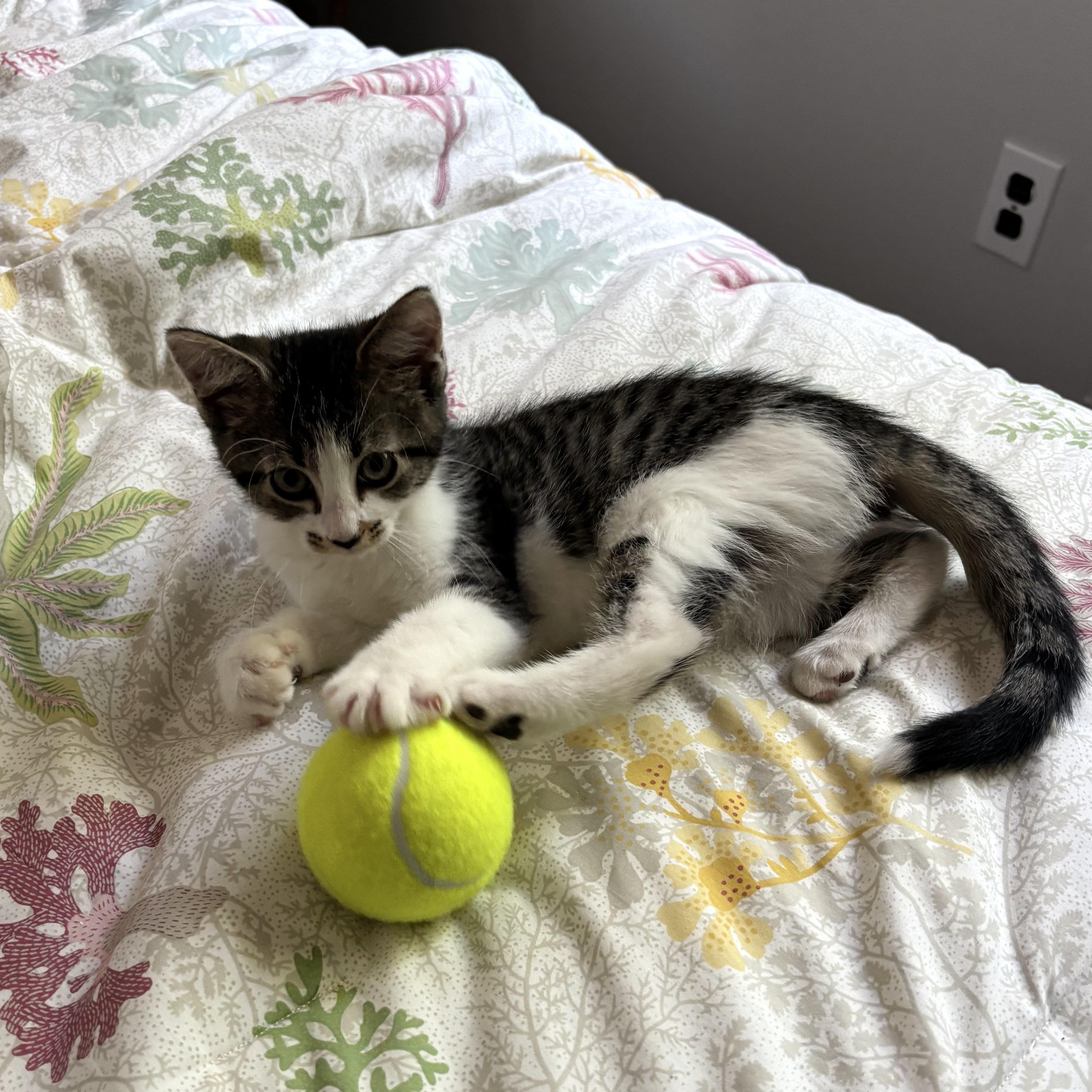Tennis Kittens N. - Serving up cuties, an adopted Domestic Short Hair in New York, NY image 2/4