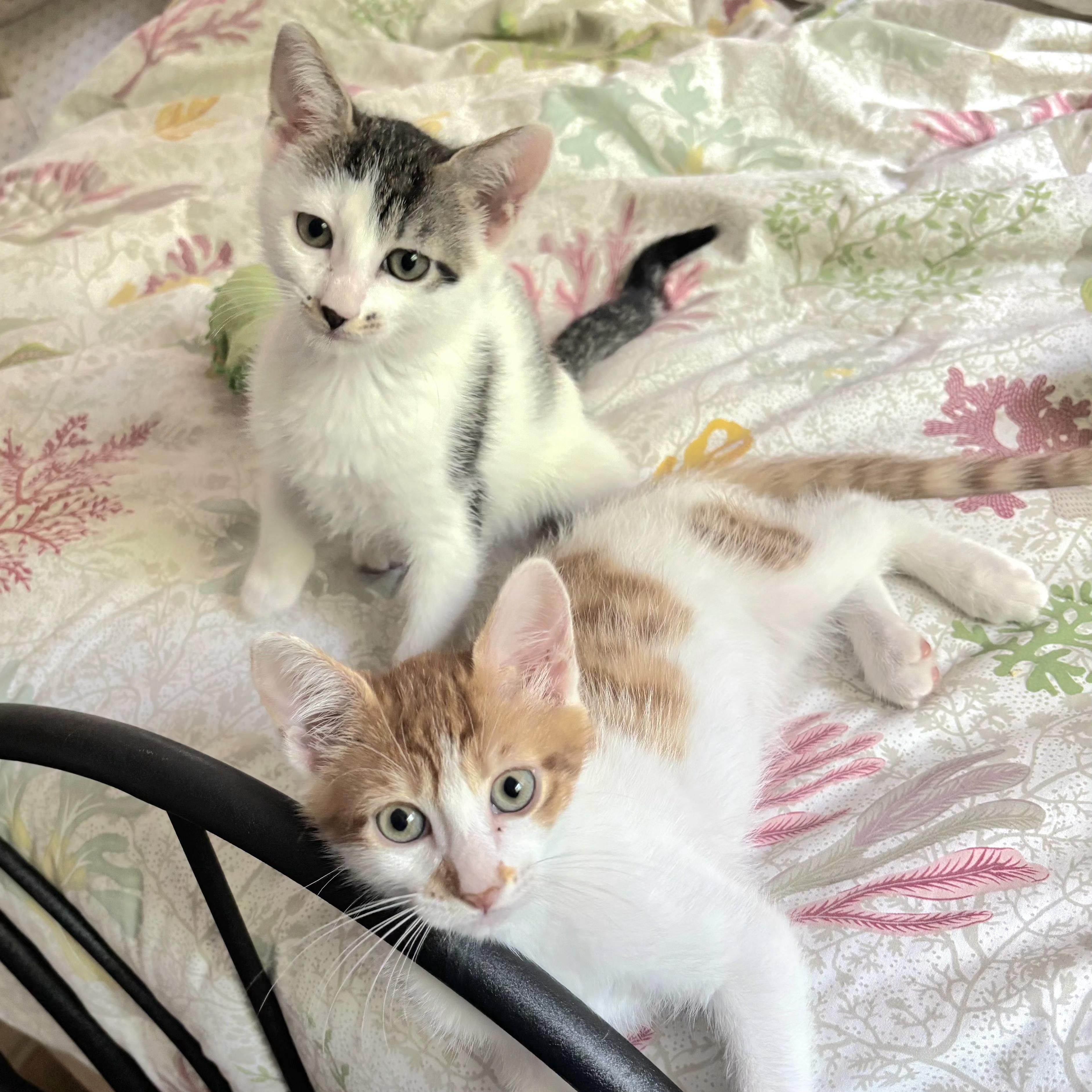 Tennis Kittens N. - Serving up cuties, an adopted Domestic Short Hair in New York, NY image 3/4