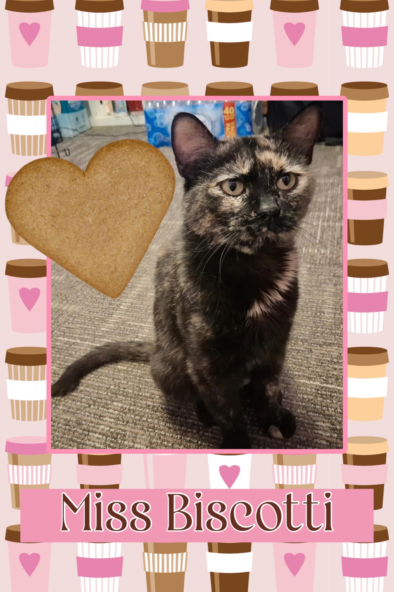 Enlarge Biscotti, an adopted Domestic Short Hair in Kearney, NE image 1/1