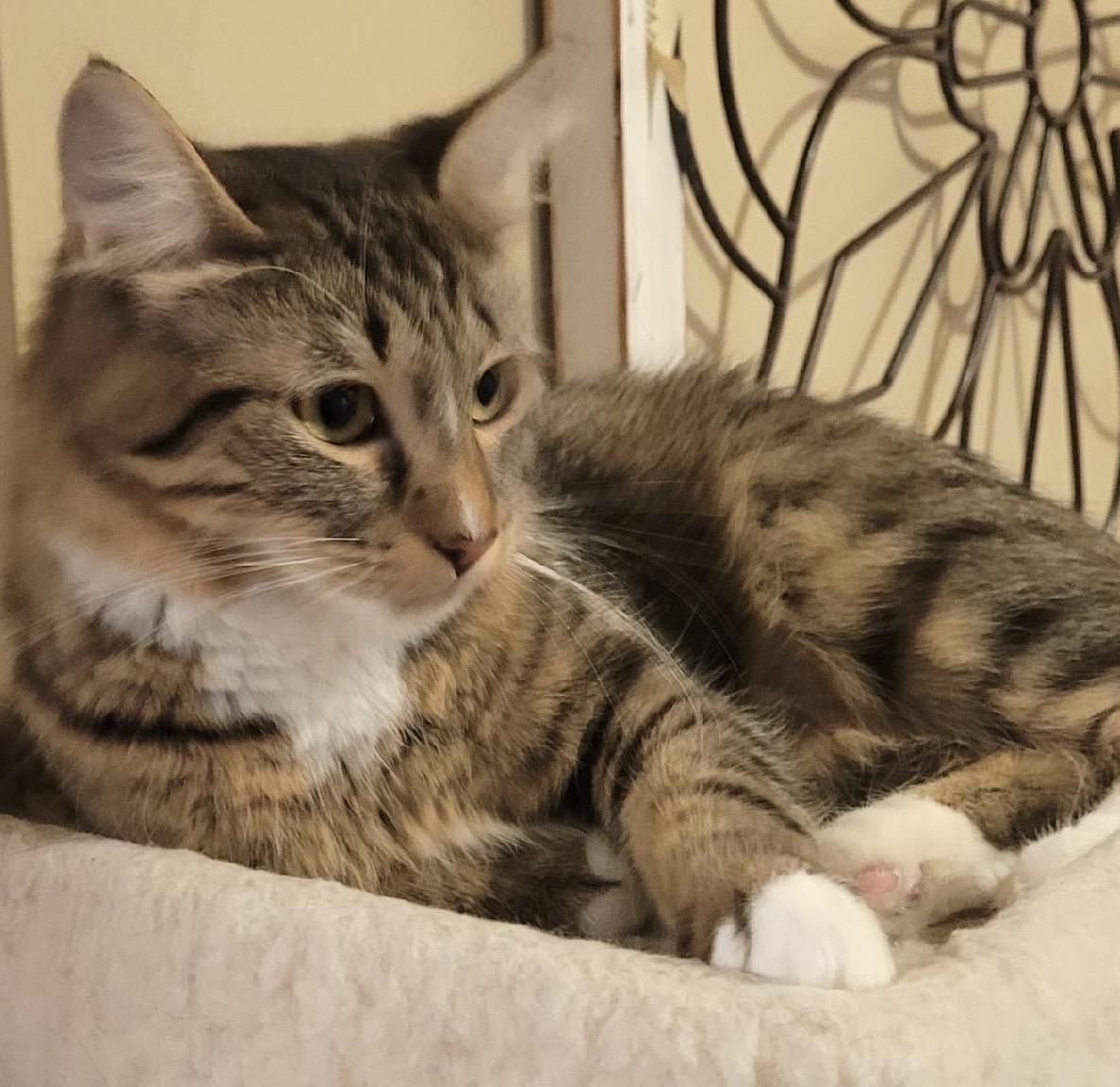 Cats for Adoption Near 98053, WA | Petfinder
