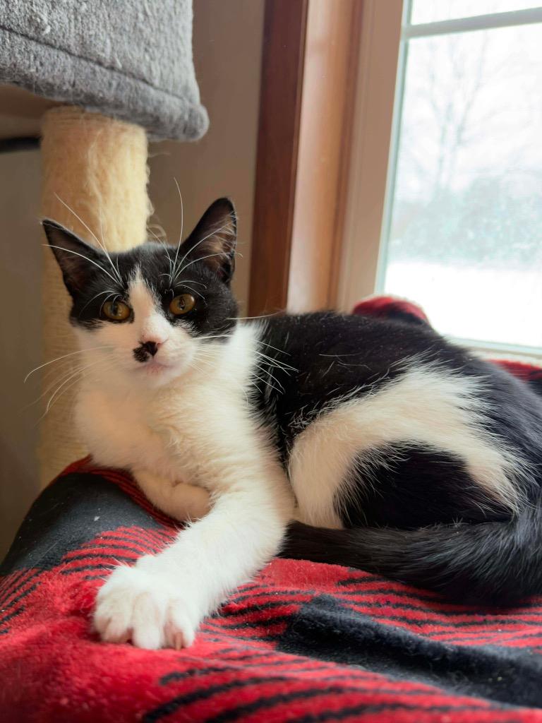 Enlarge Snickers, a Adoptable mixed breed in Parsons, WV image 1/2