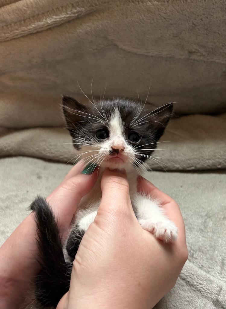 Enlarge Snickers, a Adoptable mixed breed in Parsons, WV image 2/2