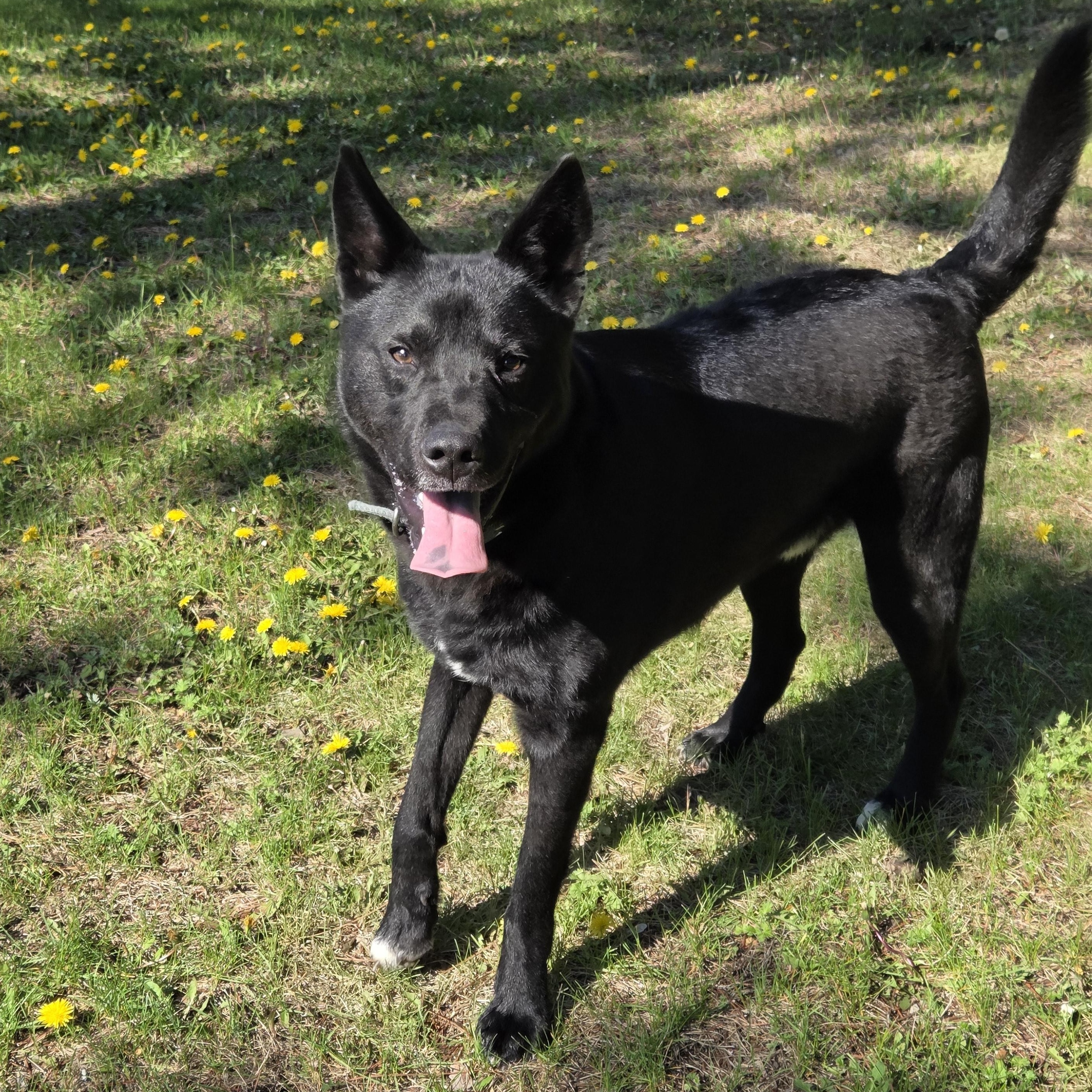 Lucas, ADOPTABLE, Young Male Husky.