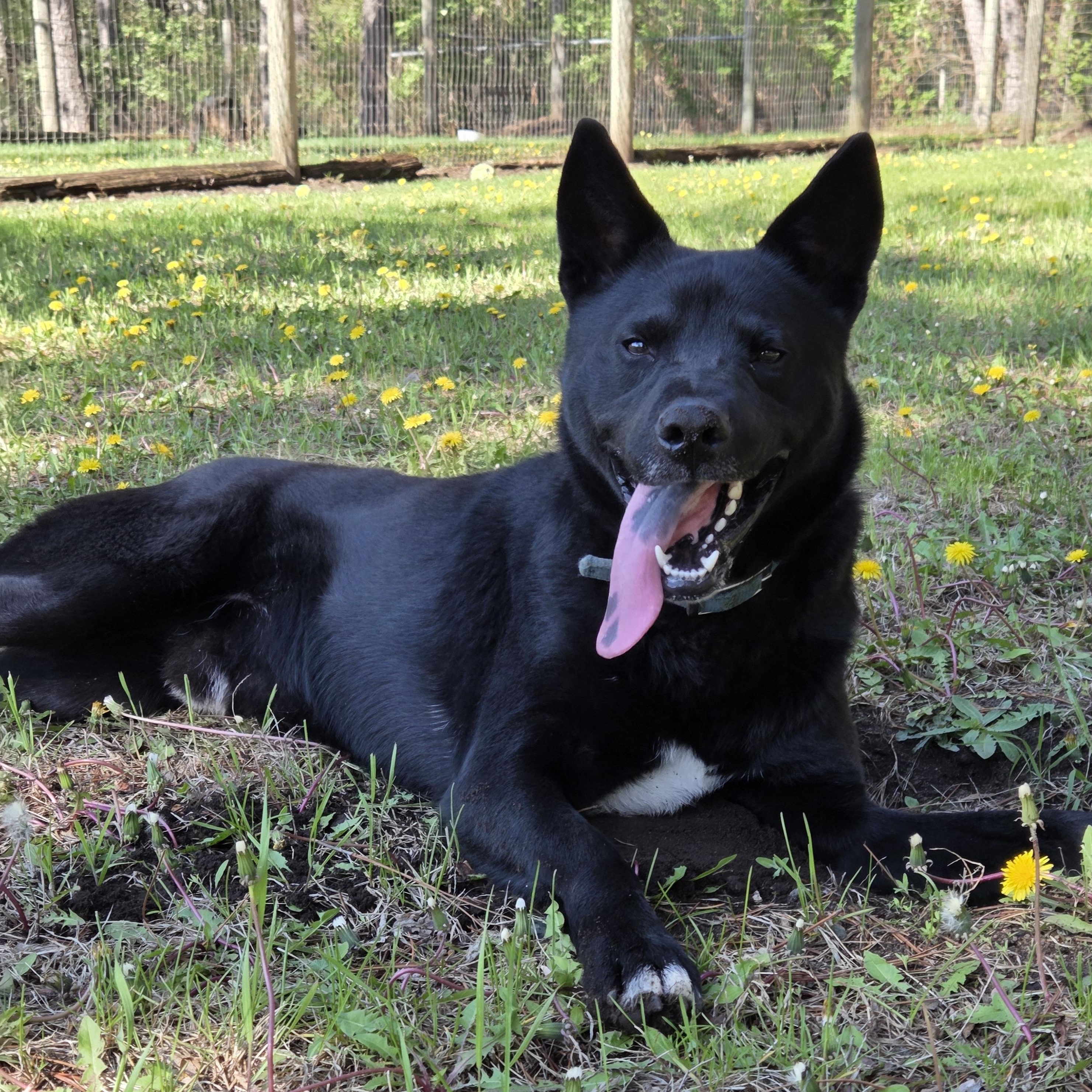 Lucas, a ADOPTABLE mixed breed in Park Rapids, MN image 2/3