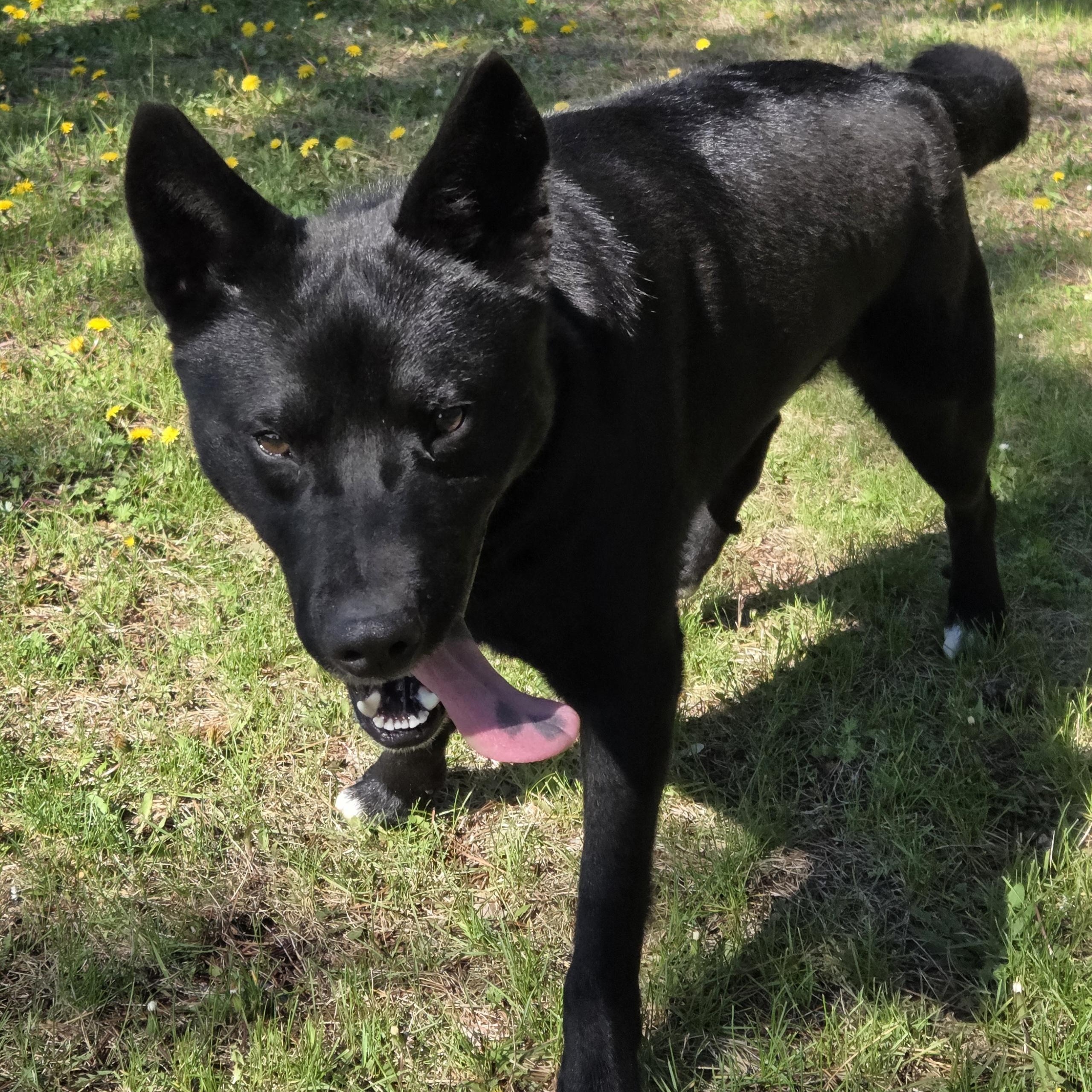 Lucas, a ADOPTABLE mixed breed in Park Rapids, MN image 3/3