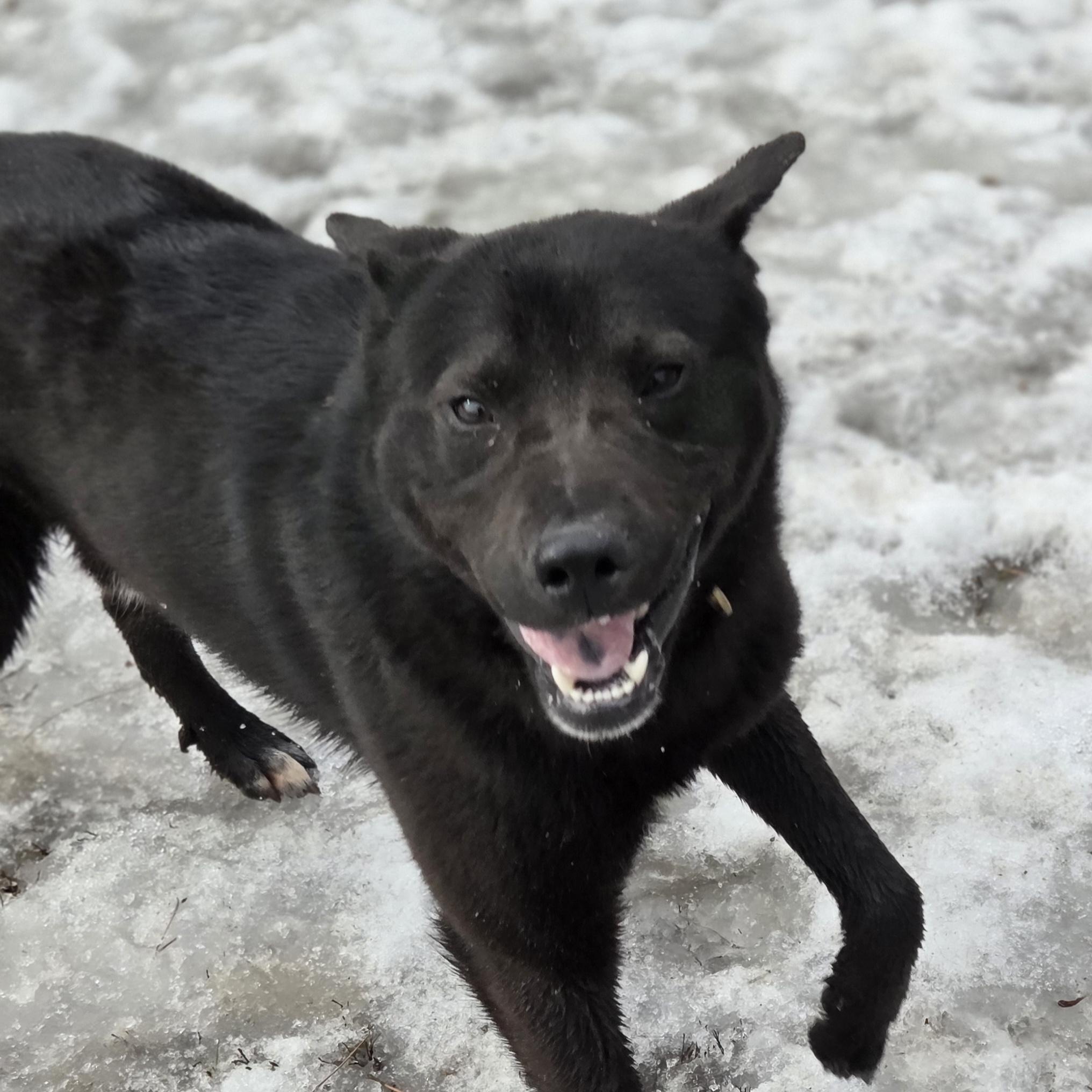 Lucas, ADOPTABLE, Young Male Husky.