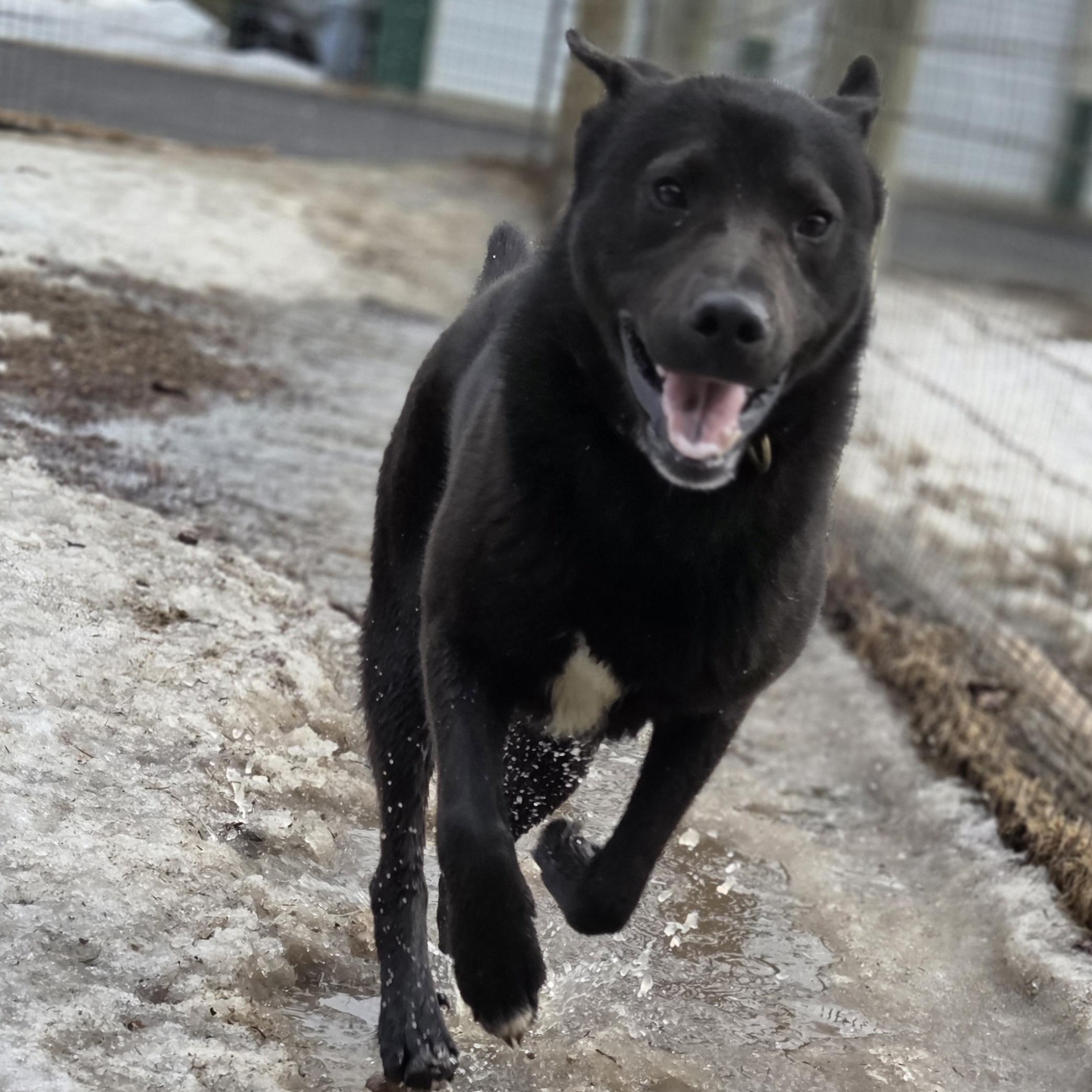 Enlarge Lucas, a ADOPTABLE mixed breed in Park Rapids, MN image 2/2