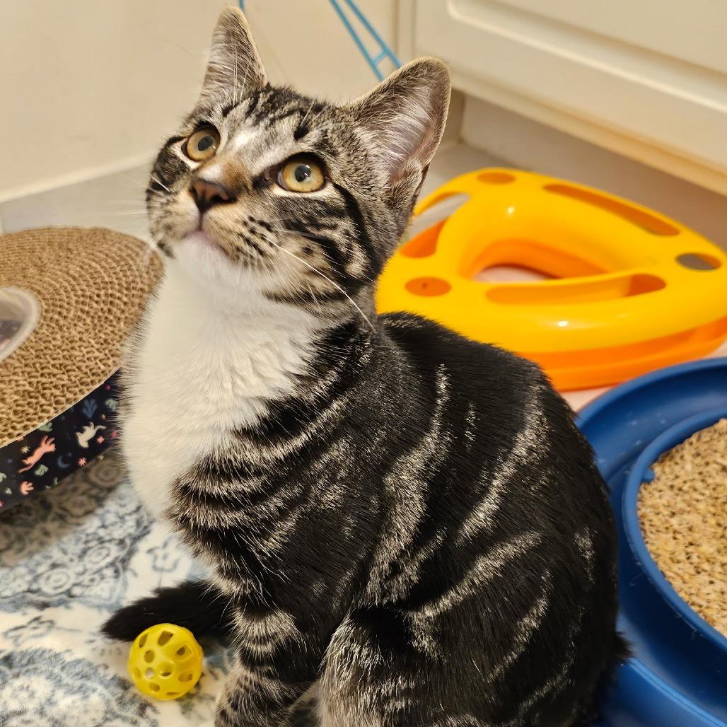 Levi, Adoptable, Young Male Domestic Short Hair.