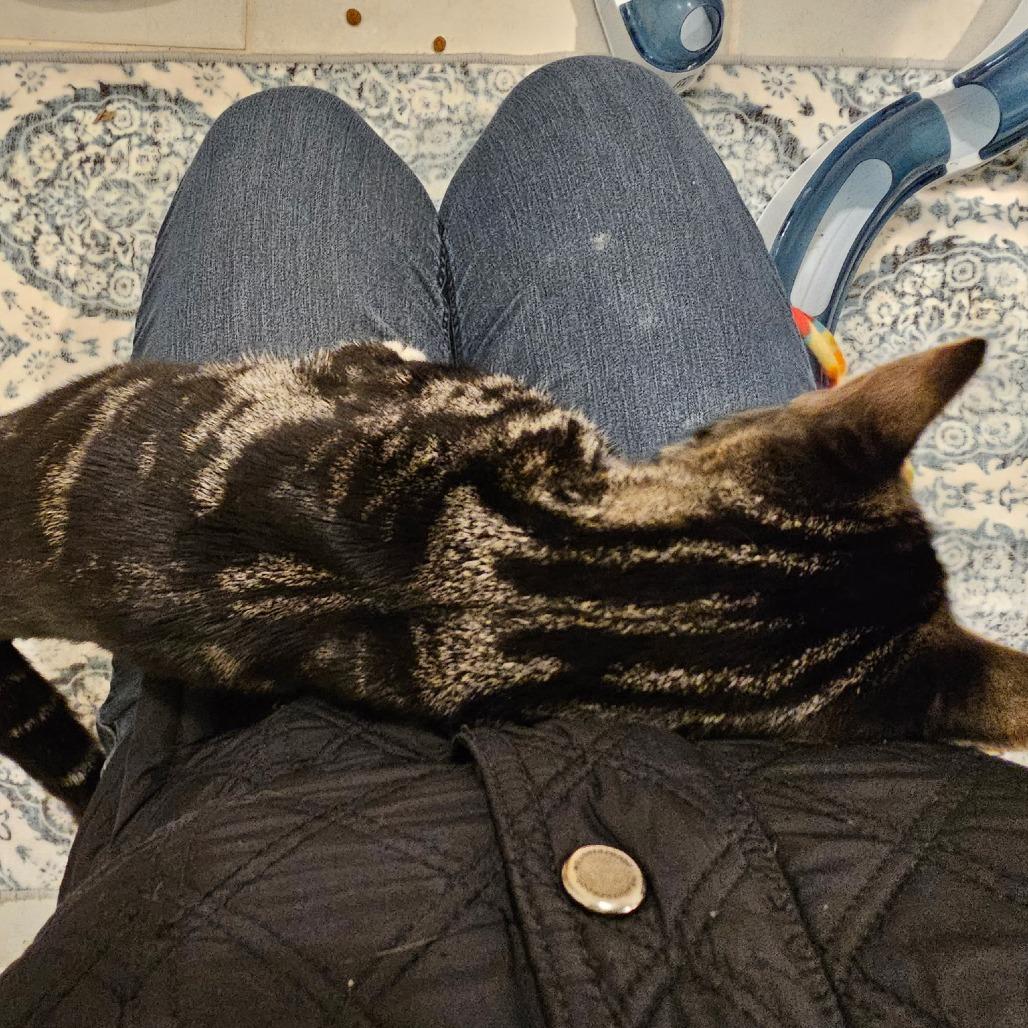 Enlarge Levi, a Adoptable Domestic Short Hair in Fairfax, VA image 2/3