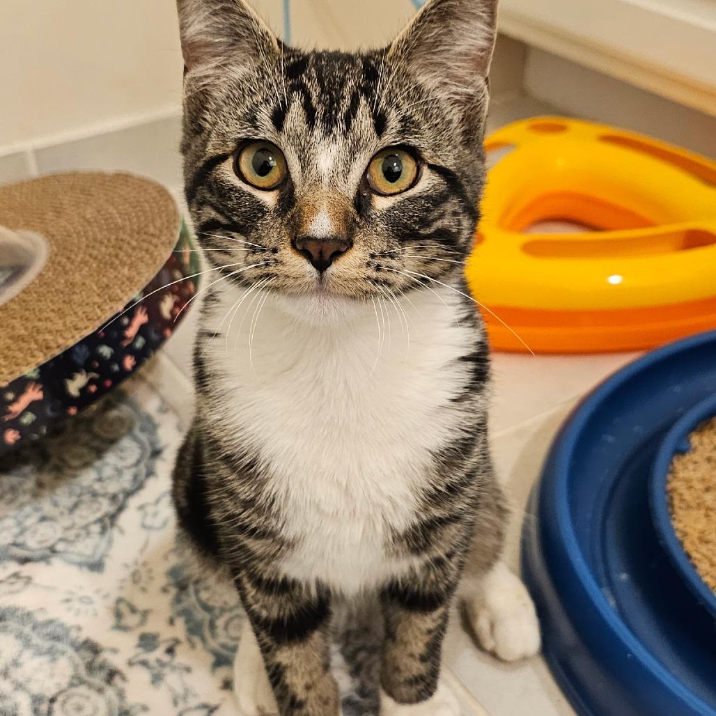 Enlarge Levi, a Adoptable Domestic Short Hair in Fairfax, VA image 3/3