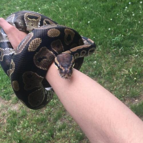 Charlie, Adult Female unknown