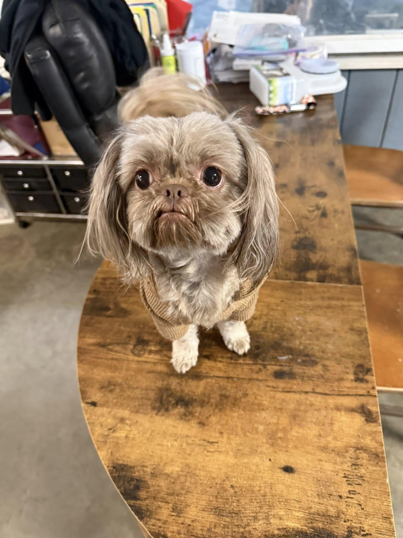 Enlarge Demogorgan, an adopted Shih Tzu in Indianapolis, IN image 2/4