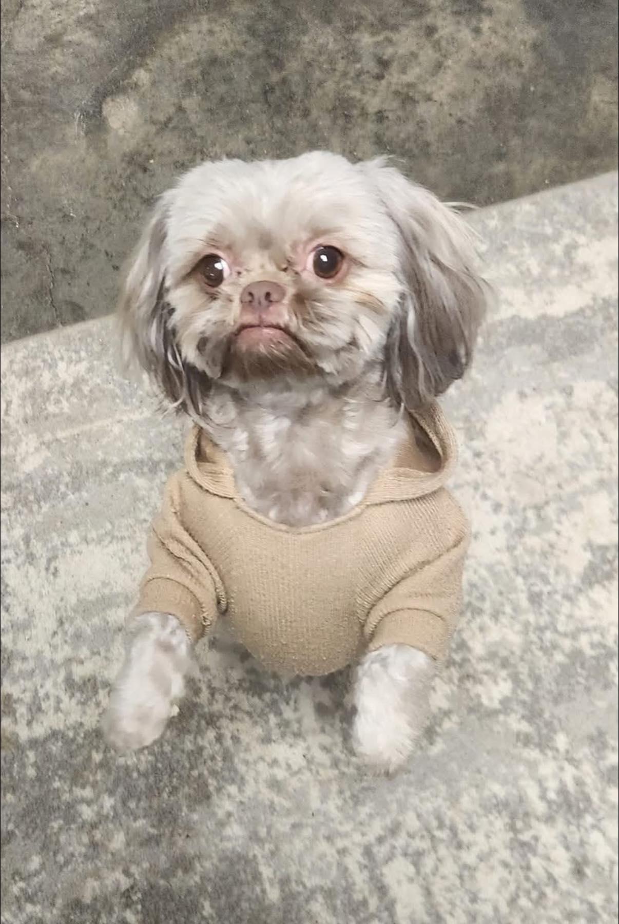 Enlarge Demogorgan, an adopted Shih Tzu in Indianapolis, IN image 3/4