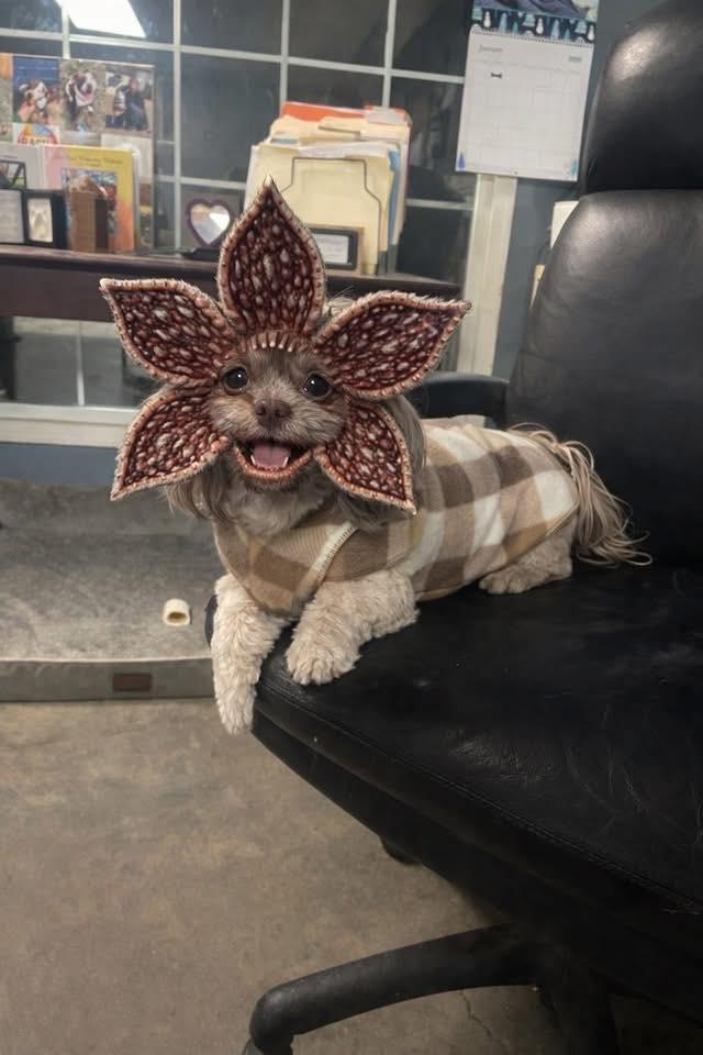 Enlarge Demogorgan, an adopted Shih Tzu in Indianapolis, IN image 1/4