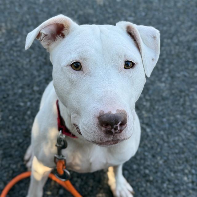 MR LUIS, Adoptable, Adult Male Pit Bull Terrier & Mixed Breed.