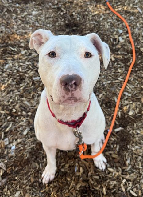 MR LUIS, Adoptable, Adult Male Pit Bull Terrier & Mixed Breed.