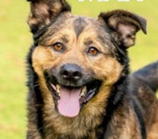 Chex, Adoptable, Adult Male German Shepherd Dog.