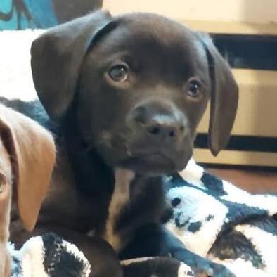 Brad, Adoptable, Puppy Male Terrier.