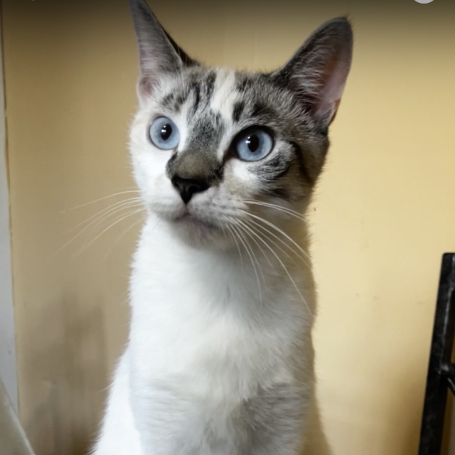 Enlarge Aura and Zephyr, a Adoptable Domestic Short Hair in Detroit, MI image 3/4