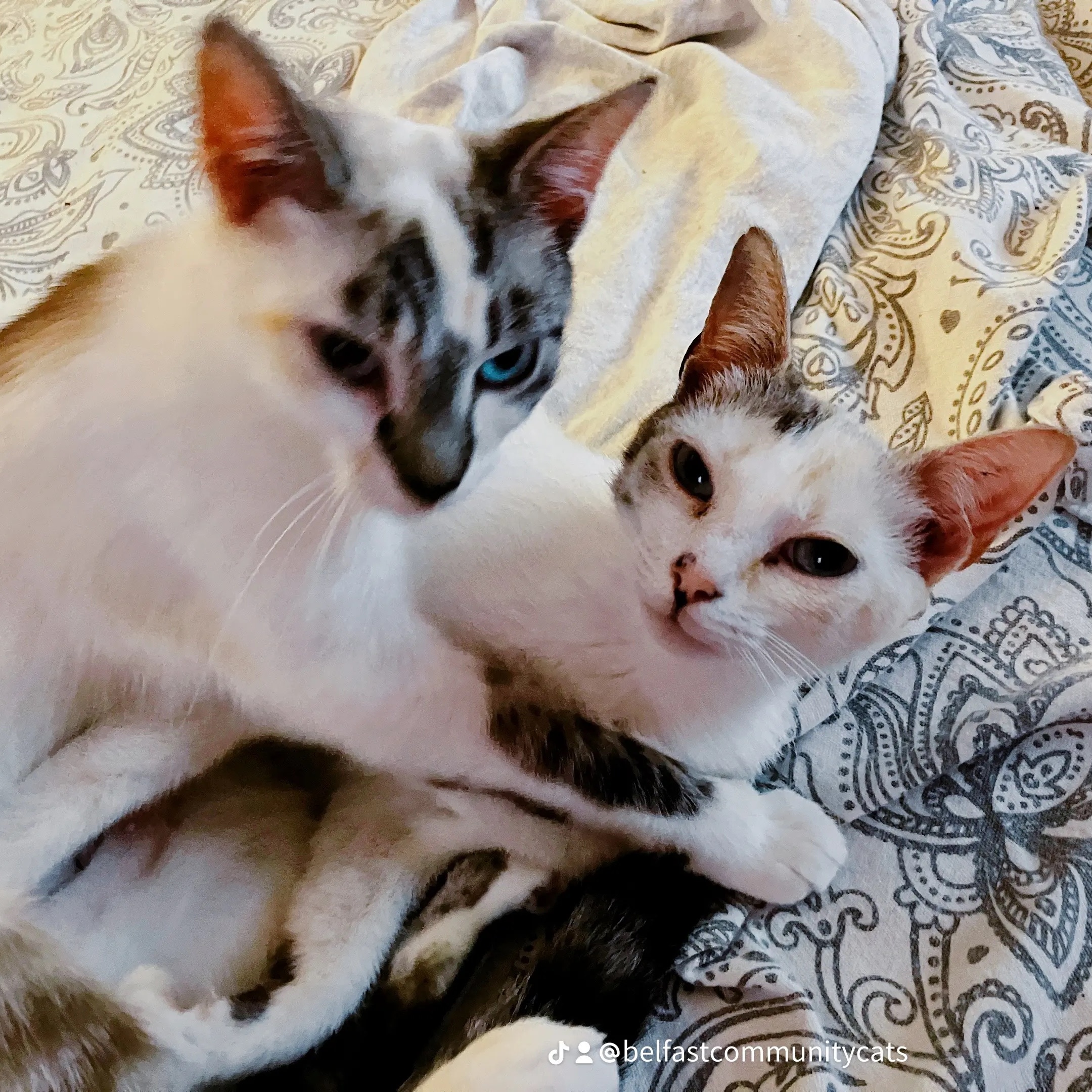 Enlarge Aura and Zephyr, a Adoptable Domestic Short Hair in Detroit, MI image 2/4