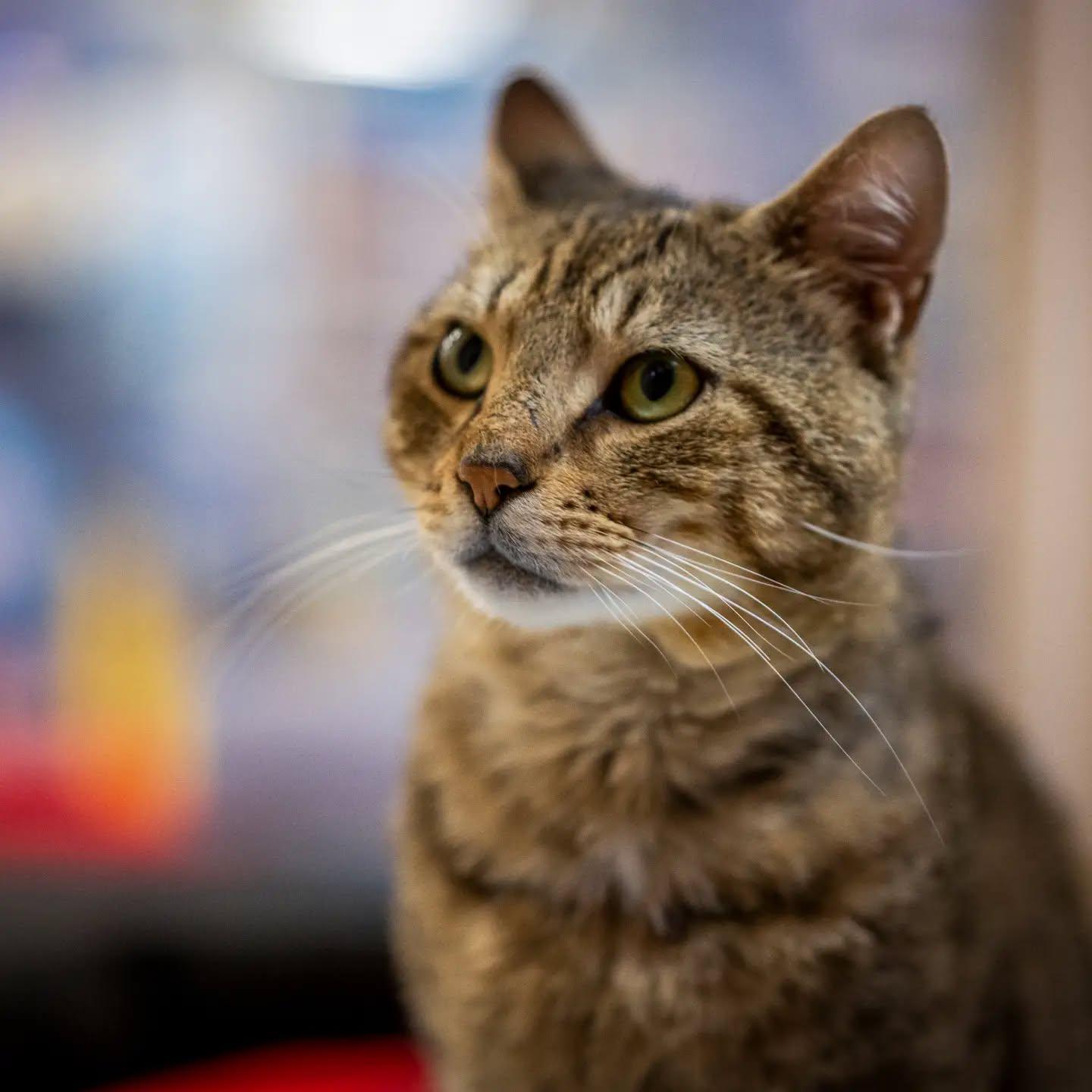 Whirley (no dogs please), a Adoptable mixed breed in HANSON, MA image 2/3