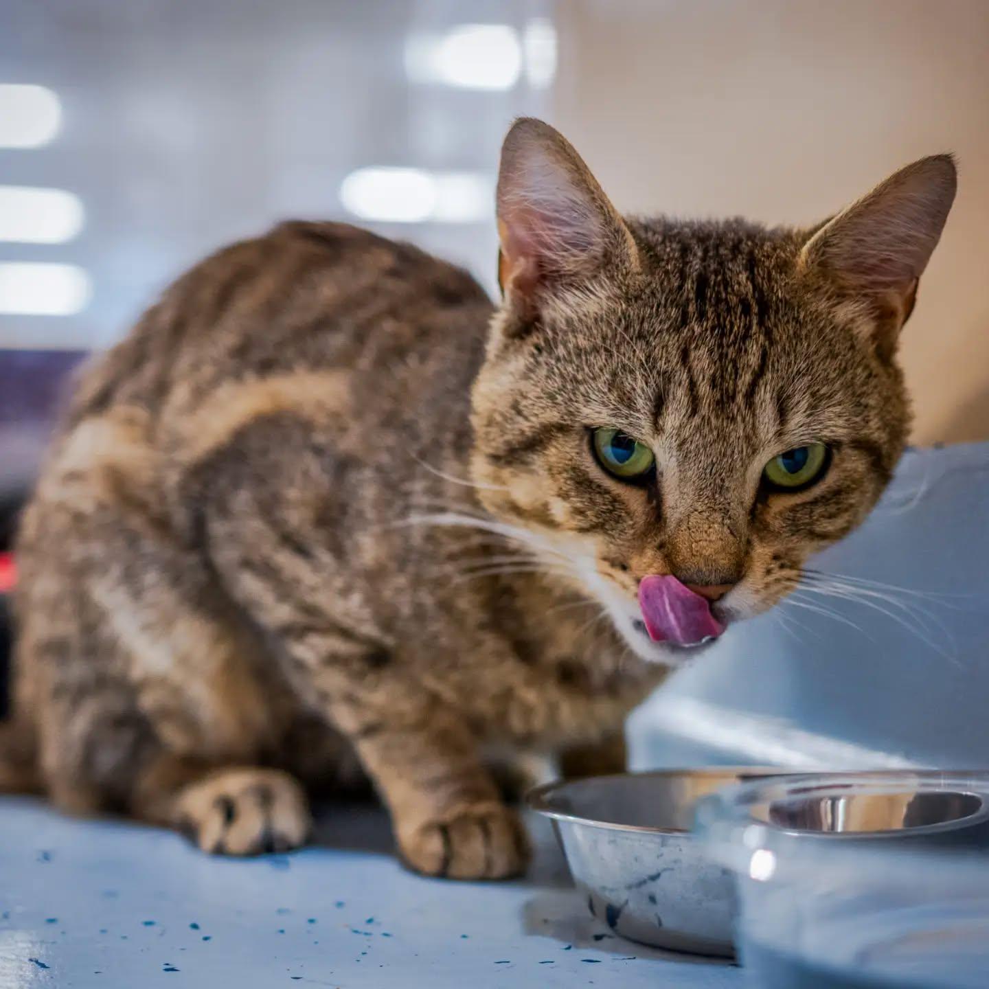 Whirley (no dogs please), a Adoptable mixed breed in HANSON, MA image 3/3