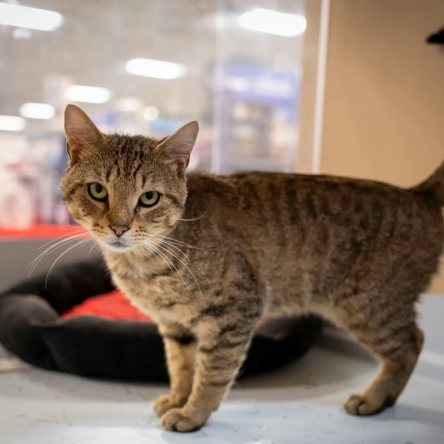 Whirley (no dogs please), a Adoptable mixed breed in HANSON, MA image 1/3