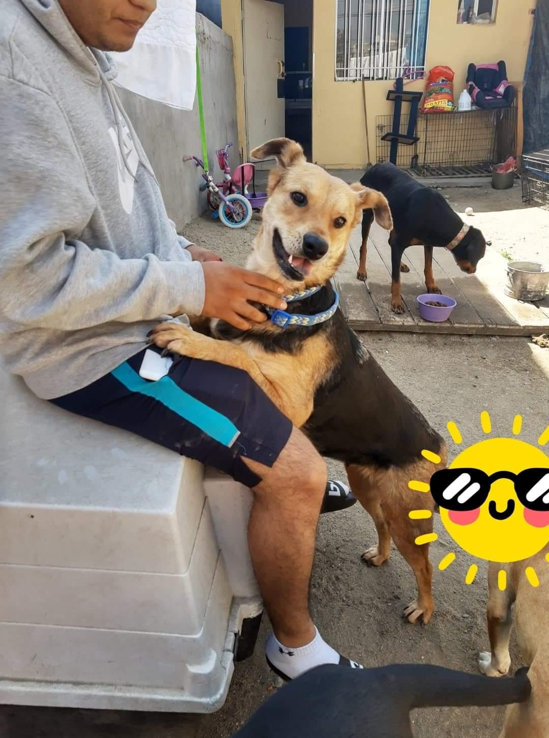 Misty, Adoptable, Adult Female German Shepherd Dog.