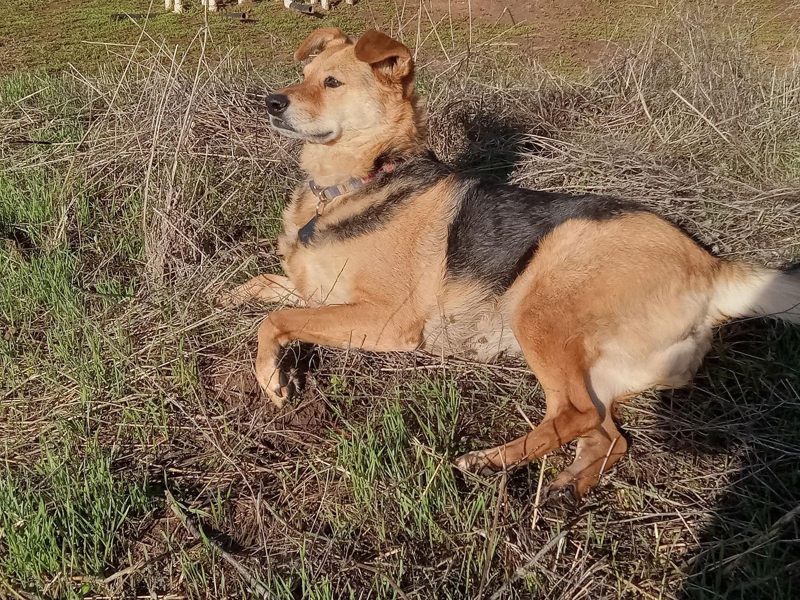 Misty, a Adoptable German Shepherd Dog image 2/3