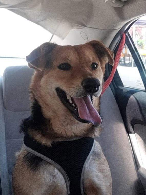 Misty, a Adoptable German Shepherd Dog image 3/3