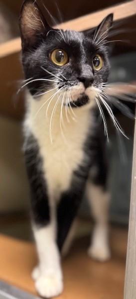 Enlarge Milkshake, a ADOPTABLE Domestic Short Hair in thomson, GA image 2/3