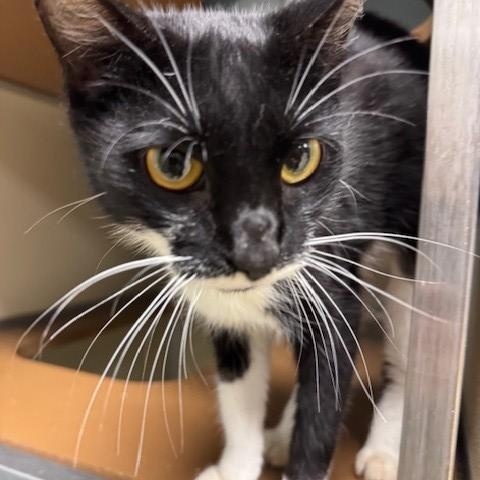 Enlarge Milkshake, a ADOPTABLE Domestic Short Hair in thomson, GA image 3/3