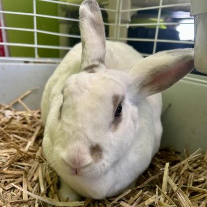 Christina Agu-hare-a, Adoptable, Adult Female Bunny Rabbit.