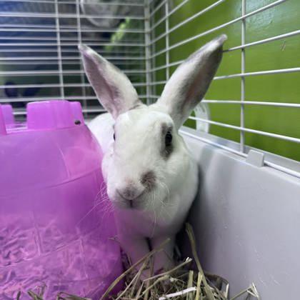 Christina Agu-hare-a, Adoptable, Adult Female Bunny Rabbit.