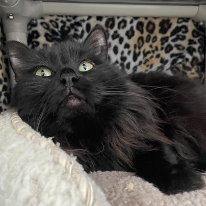 Enlarge Sprite, a Adoptable mixed breed in Madison, WI image 1/2