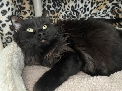 Enlarge Sprite, a Adoptable mixed breed in Madison, WI image 2/2