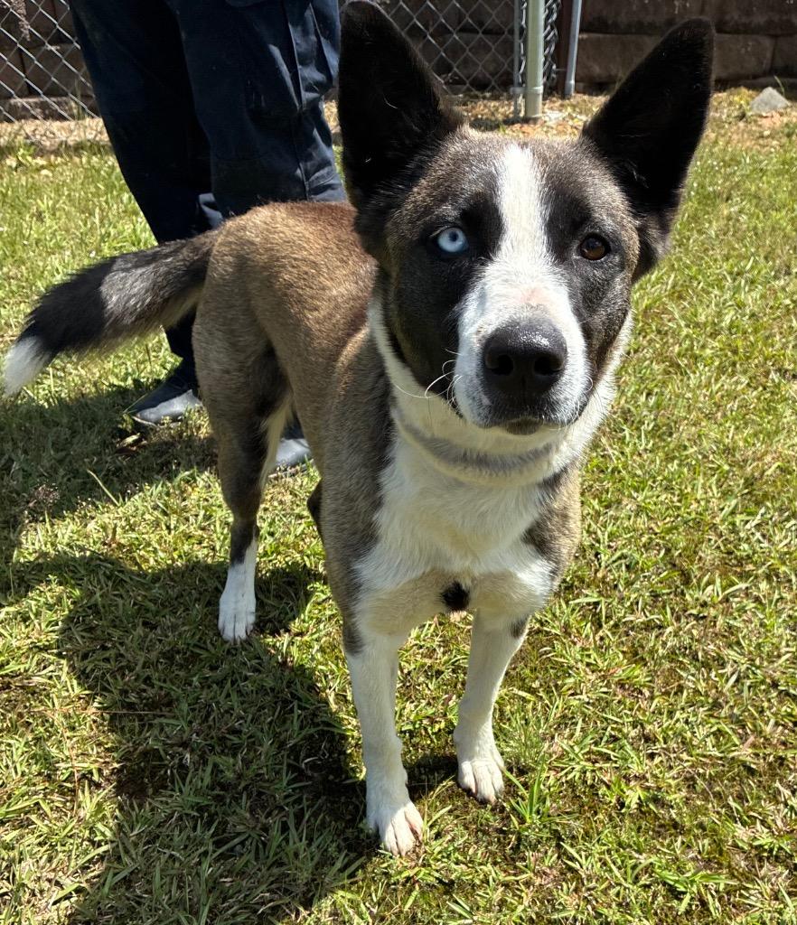 Luna Boonuh, Adoptable, Young Female Shepherd & Husky.
