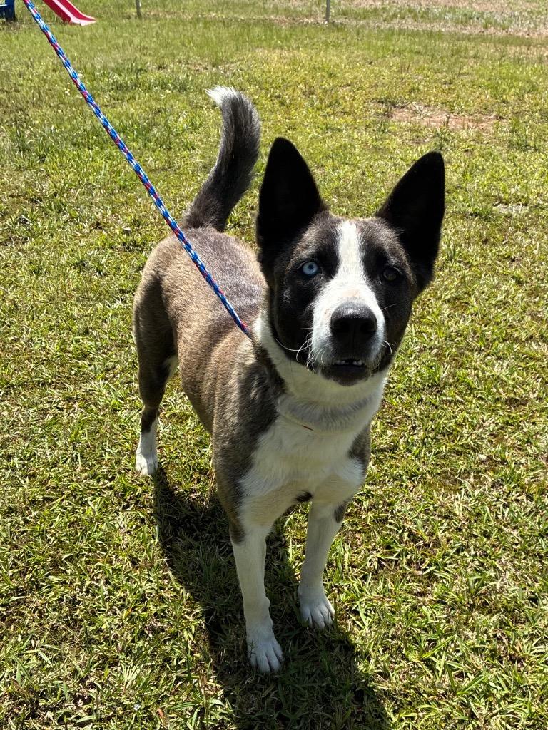 Enlarge Luna Boonuh, a Adoptable mixed breed in Bryant, AR image 2/5