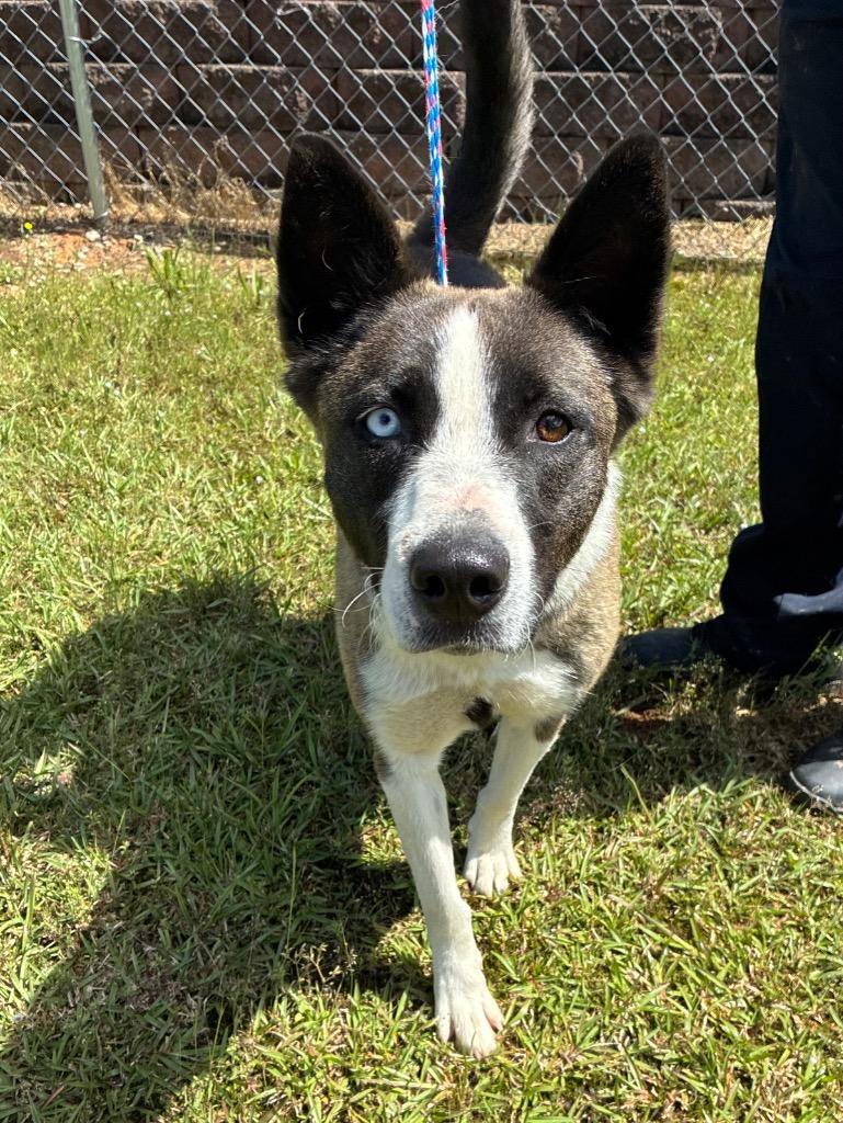 Enlarge Luna Boonuh, a Adoptable mixed breed in Bryant, AR image 3/5