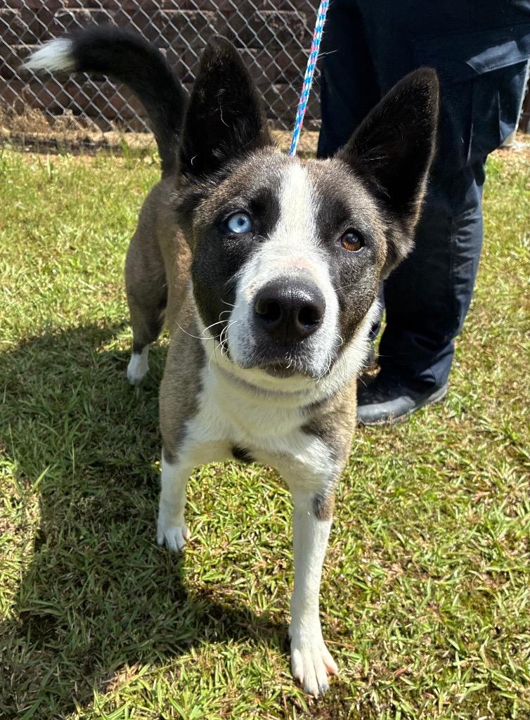 Enlarge Luna Boonuh, a Adoptable mixed breed in Bryant, AR image 4/5