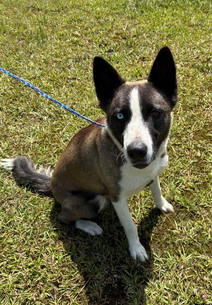 Enlarge Luna Boonuh, a Adoptable mixed breed in Bryant, AR image 5/5